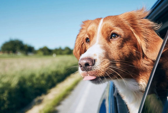 Dog leaning out of a vehicle window on a scenic drive, representing the freedom and savings of refinancing an auto loan with a lower APR and covered title fees.