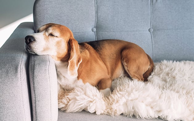 Dog lying on couch