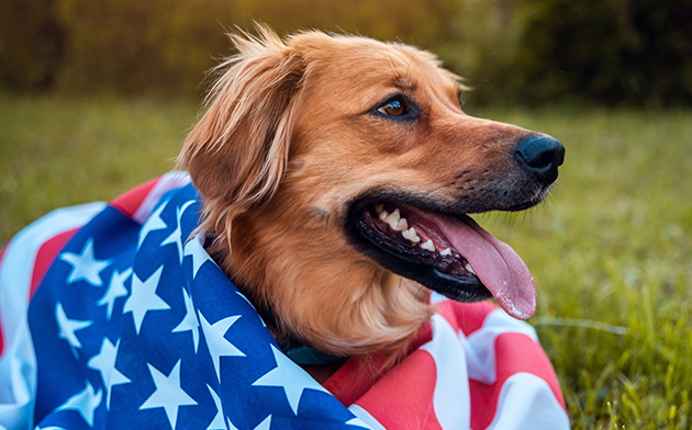 Cute dog draped in American flag