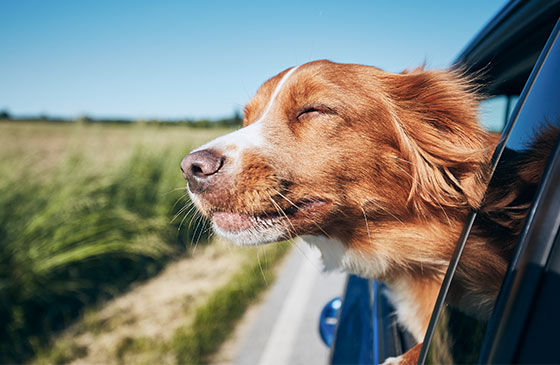 Dog putting head out a car window