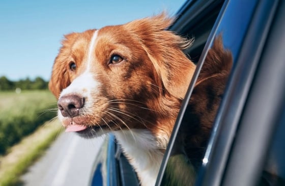 Perro en un coche con la cabeza fuera de la ventana.