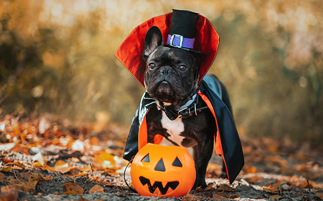 Dog dressed up like a vampire